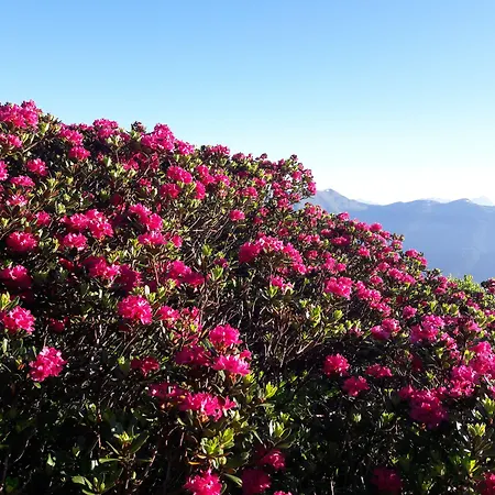 Zum Hirschen Zell Am ホテル ツェル アム ゼー